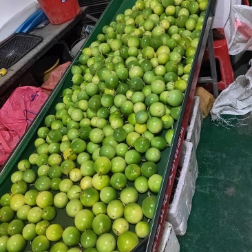 百香果