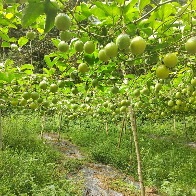 百香果