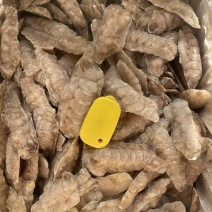 皮皮虾肉