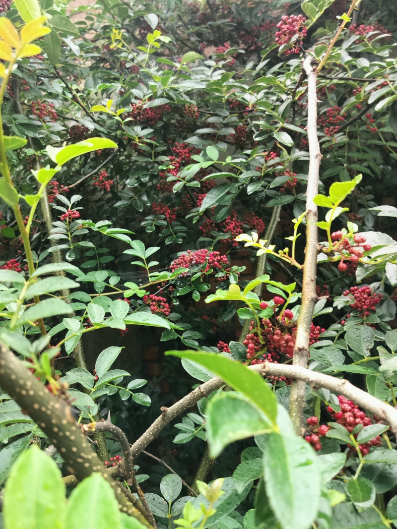 昭通大红袍鲜花椒