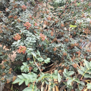 昭通大红袍鲜花椒
