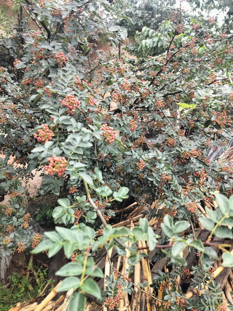 昭通大红袍鲜花椒