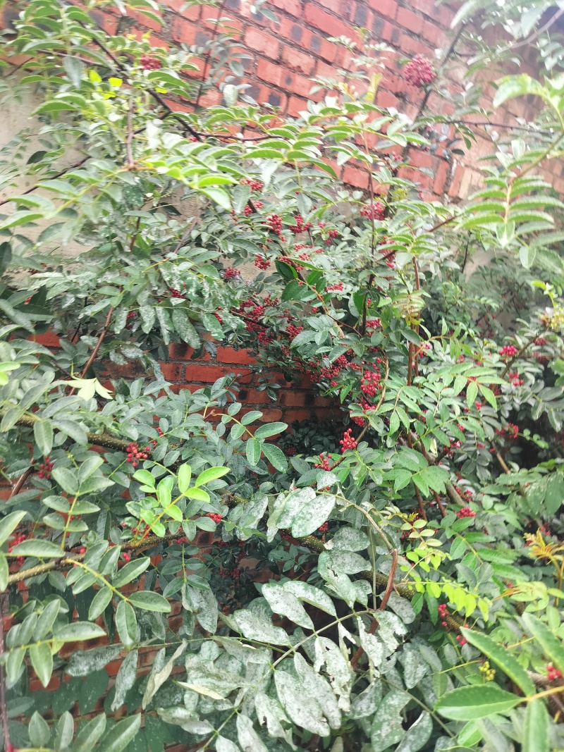 昭通大红袍鲜花椒