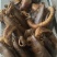 五香羊心肺