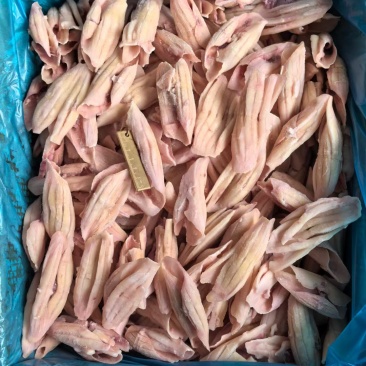 火箭鱿鱼