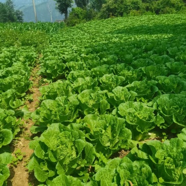 会东大白菜