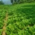 会东大白菜