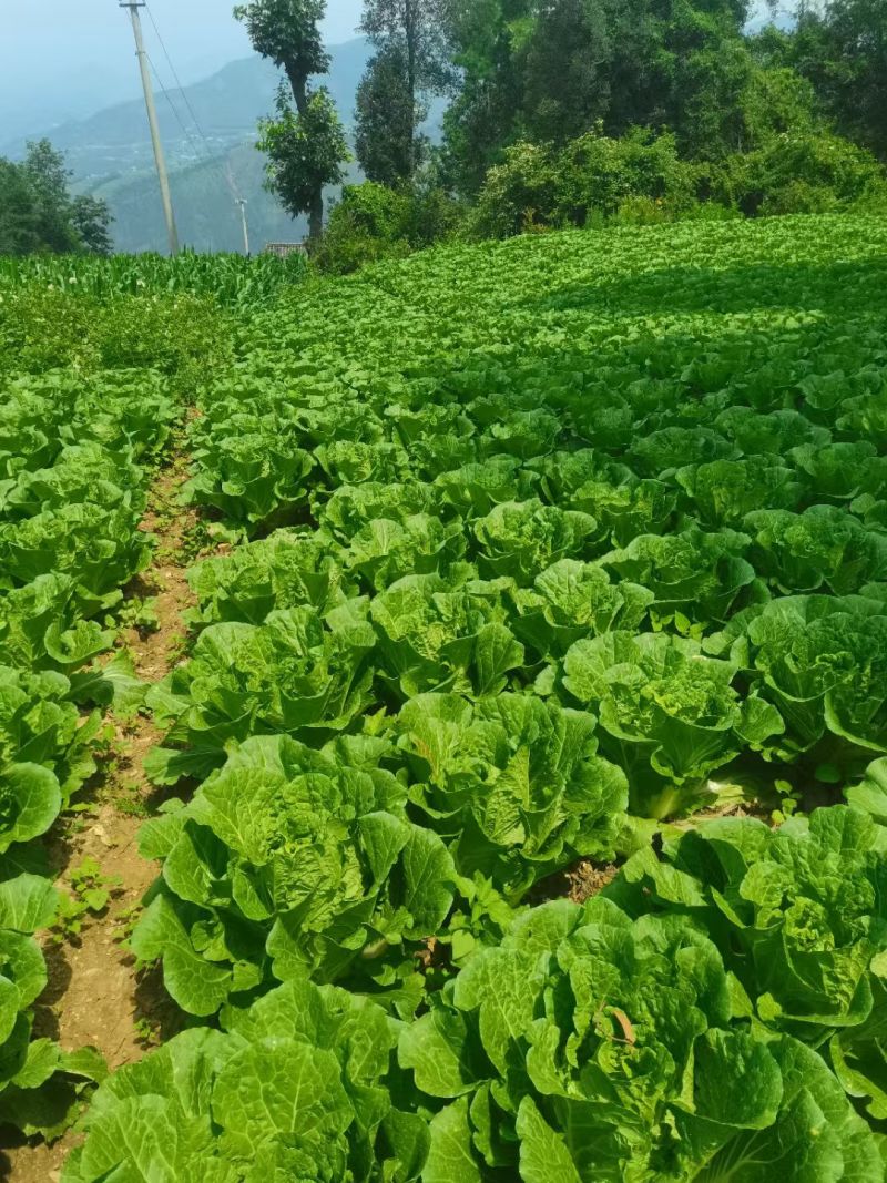 会东大白菜