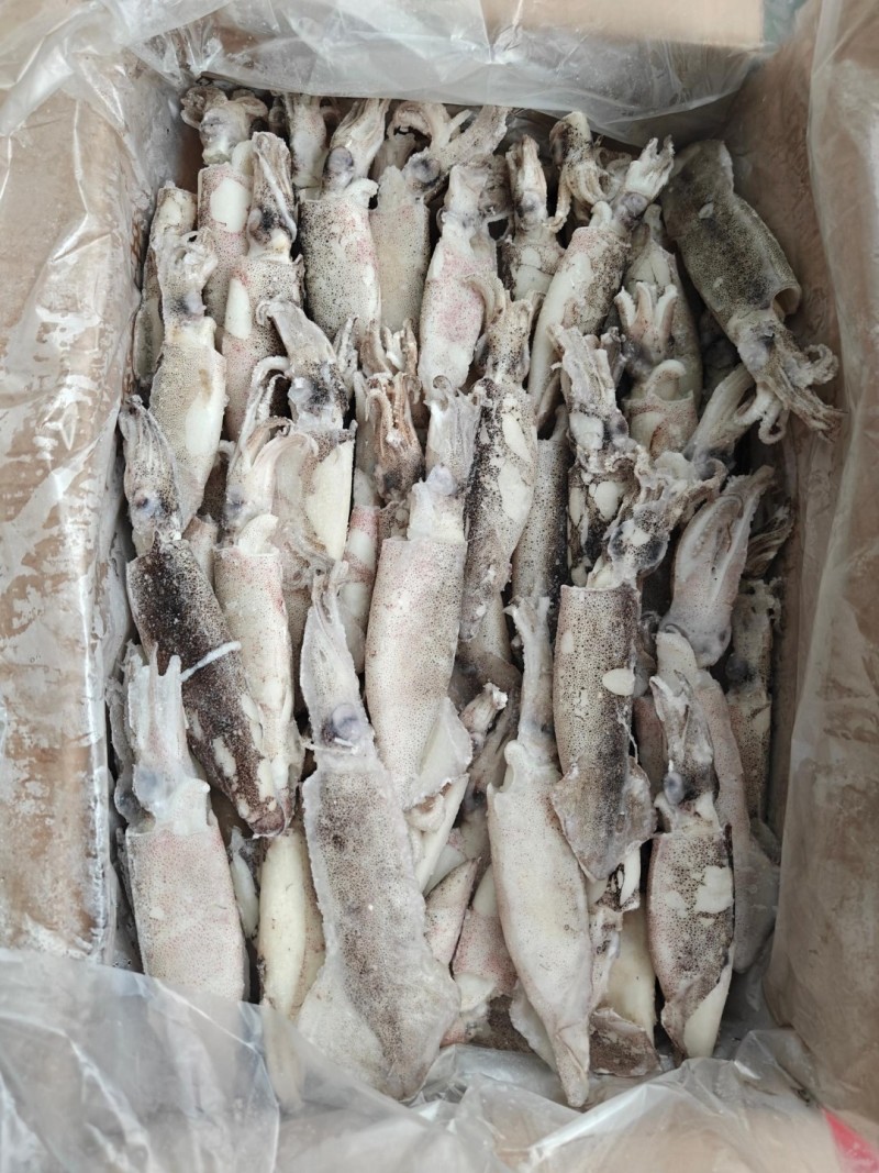 笔管鱿鱼