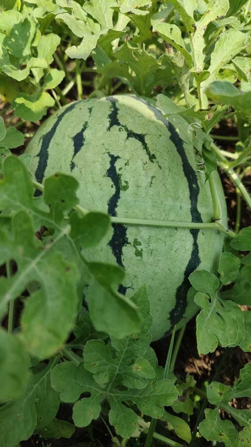 麒麟西瓜