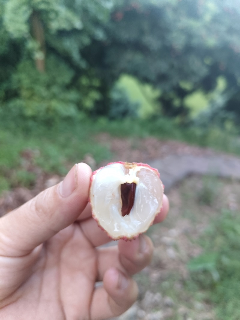 合江带绿荔枝