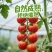 串收小番茄
