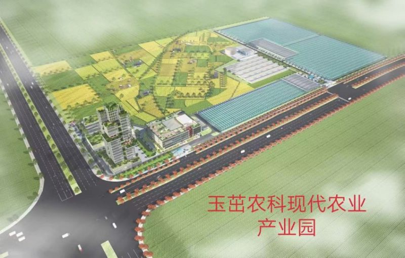 串收小番茄