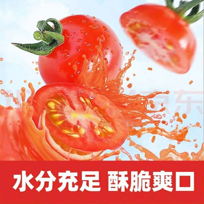 串收小番茄