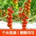 串收小番茄