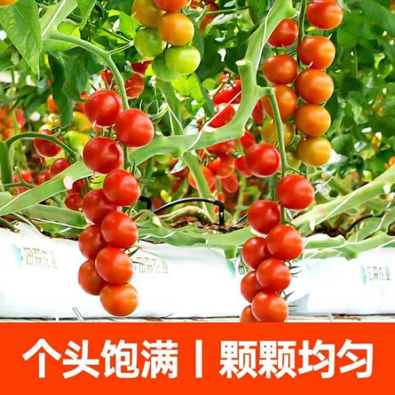 串收小番茄