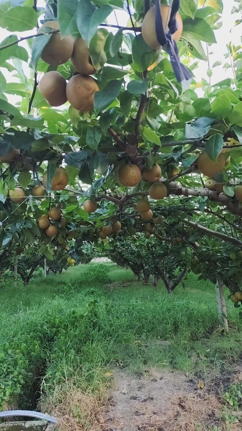 浙江嘉兴翠冠梨