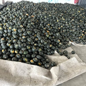 精品3到6皮毛干净粉度很好