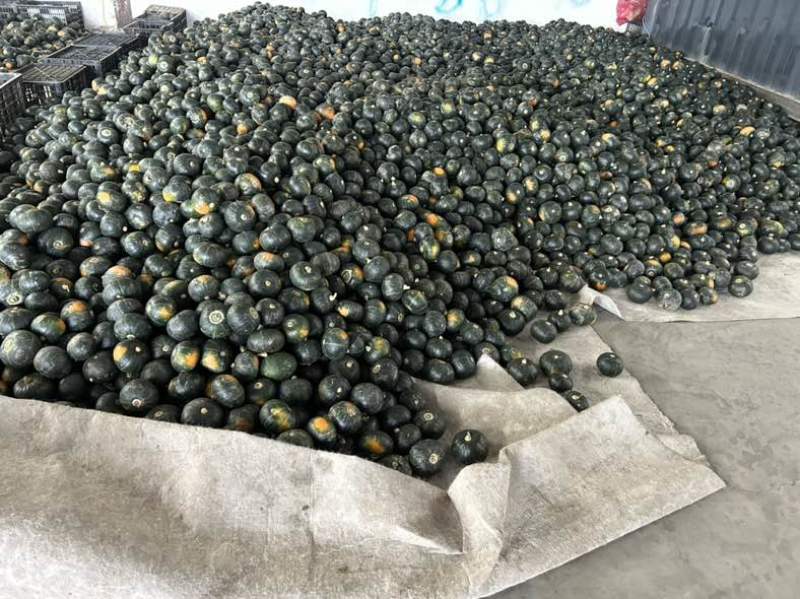 精品3到6皮毛干净粉度很好