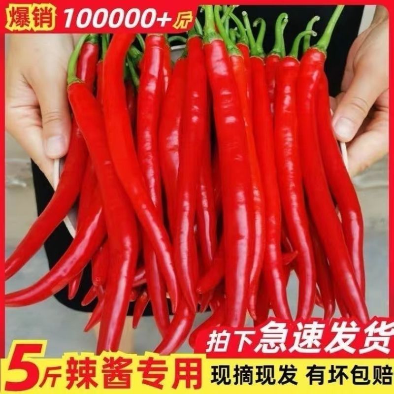 红线椒产地直发