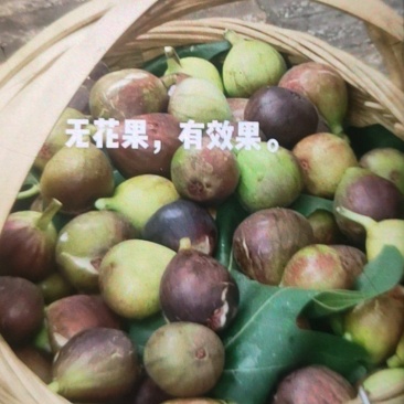 贵州毕节威宁县无花果