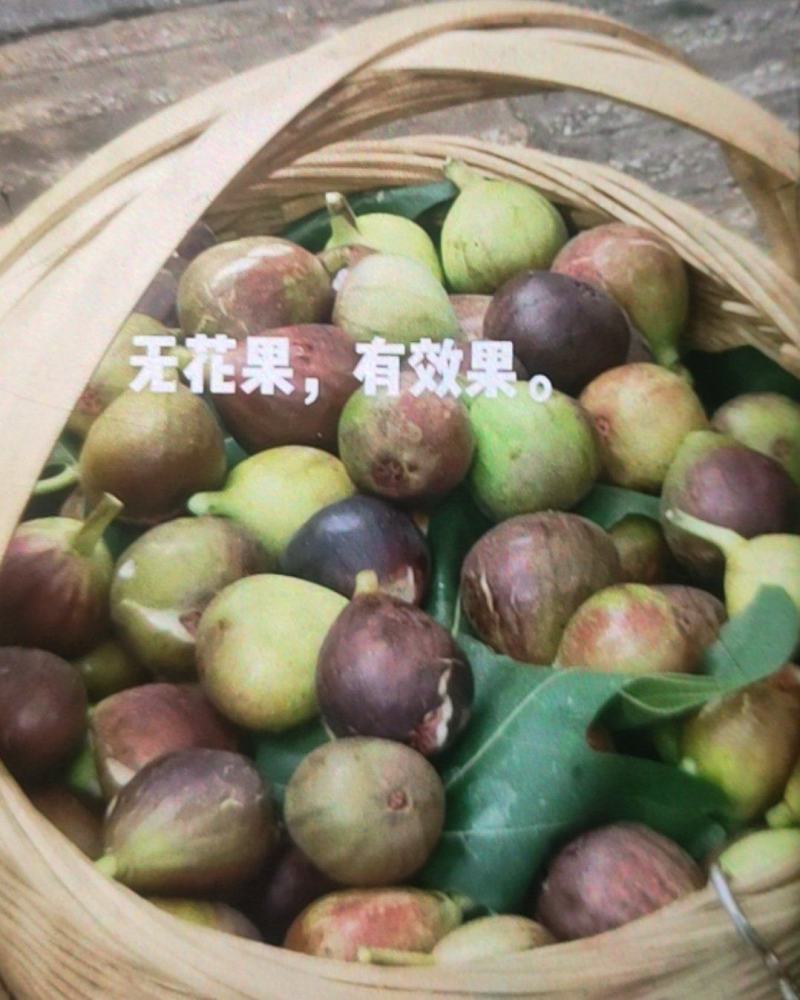 贵州毕节威宁县无花果
