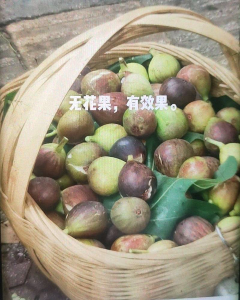 贵州毕节威宁县无花果