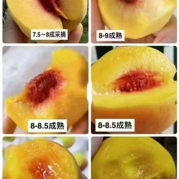 黄桃