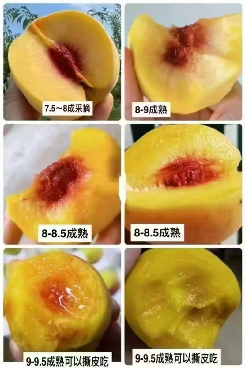 黄桃