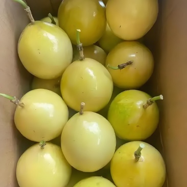 黄金全甜无酸白香果