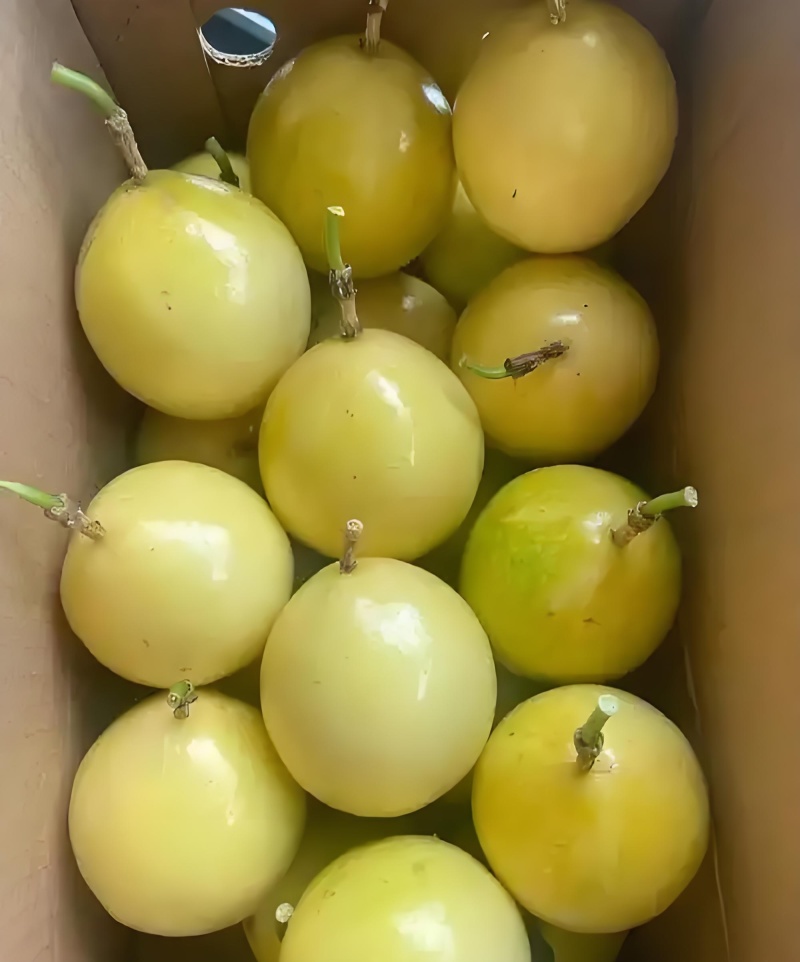 黄金全甜无酸白香果