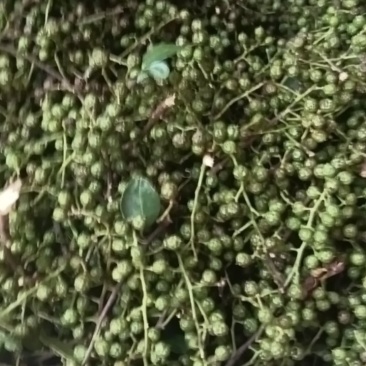 四川仁寿青花椒
