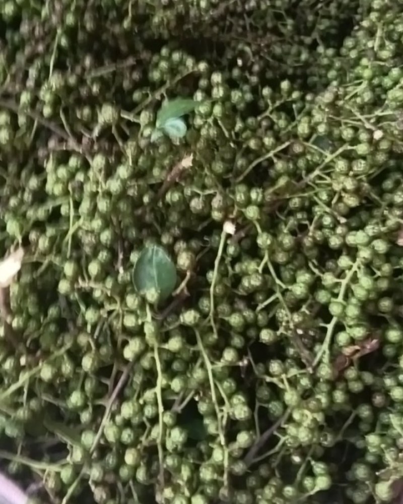 四川仁寿青花椒