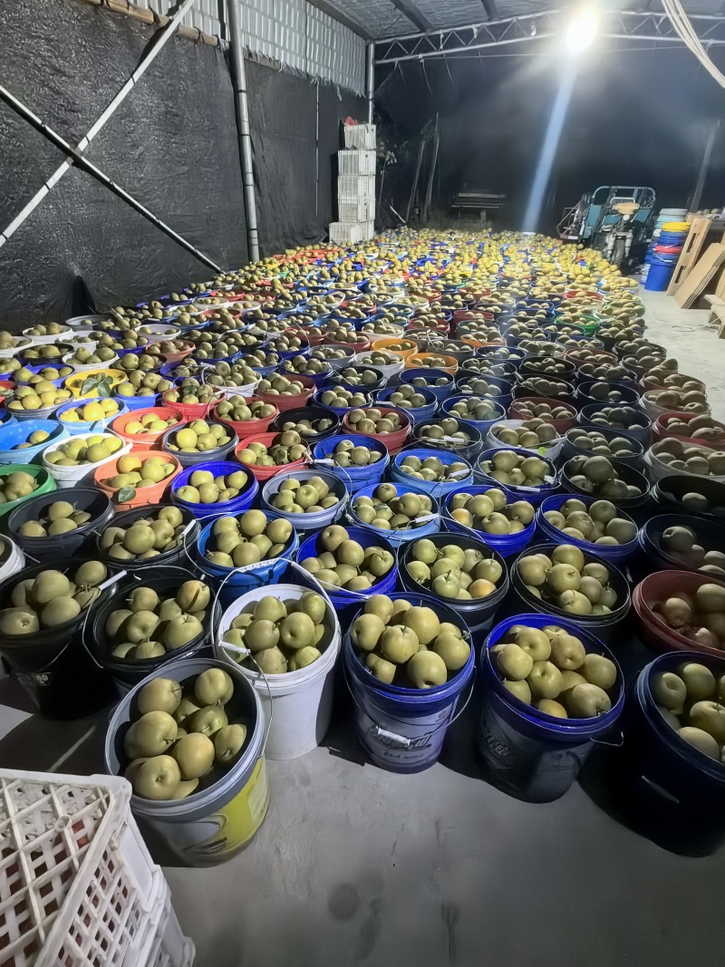 翠冠梨（82）