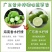 广东香水柠檬自家果园直发