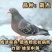 鸽子肉鸽