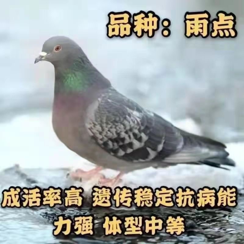 鸽子肉鸽