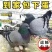 鸽子肉鸽