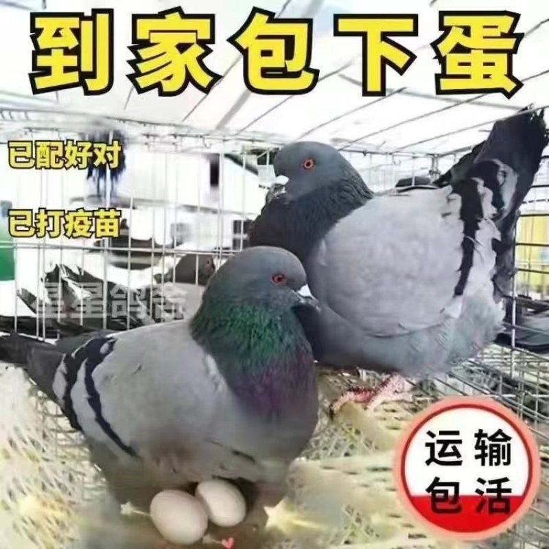 鸽子肉鸽