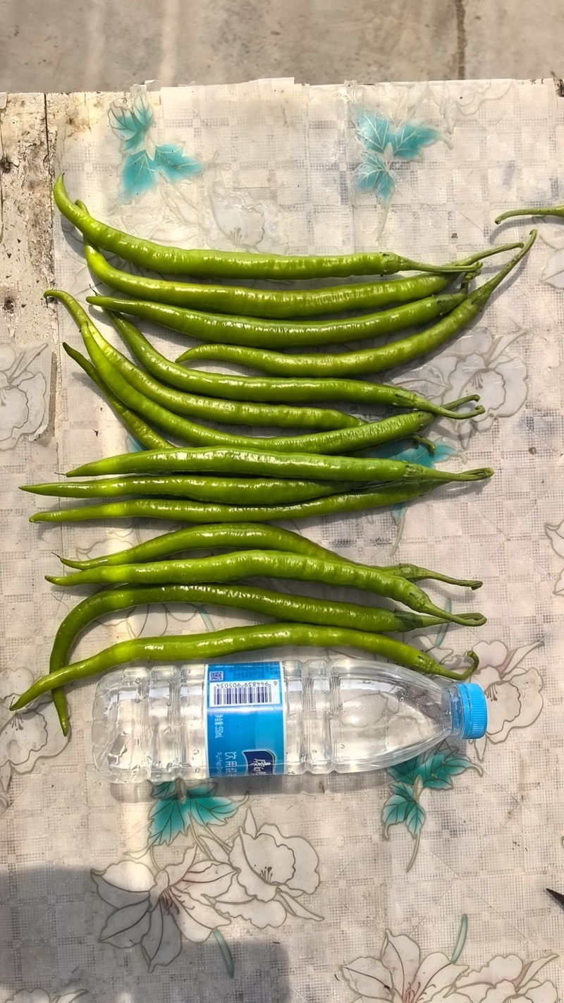 线椒8号椒。大量上市