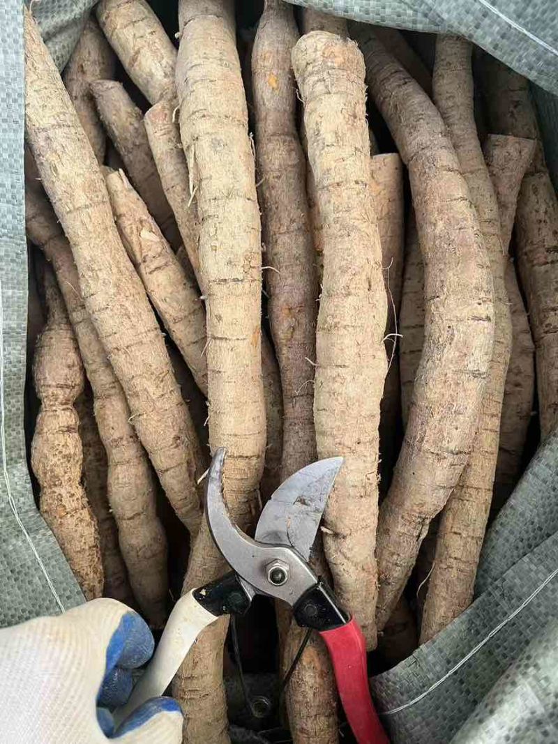 批发牛大力长期供应货源充足价格优惠欢迎来电咨询