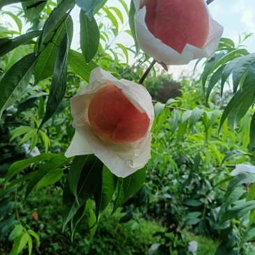晚湖景水蜜桃