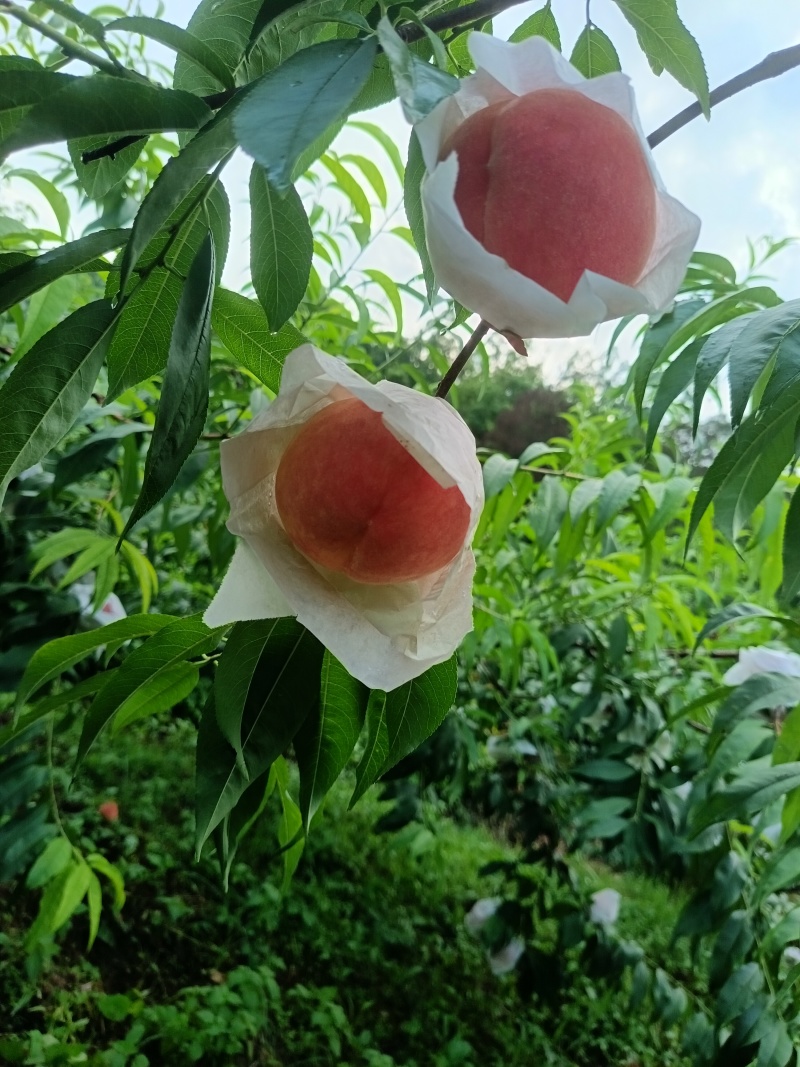 晚湖景水蜜桃