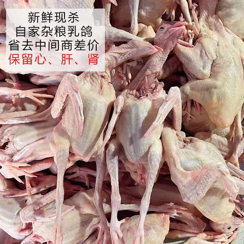 乳鸽，白条乳鸽