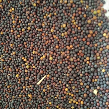 安徽油菜籽