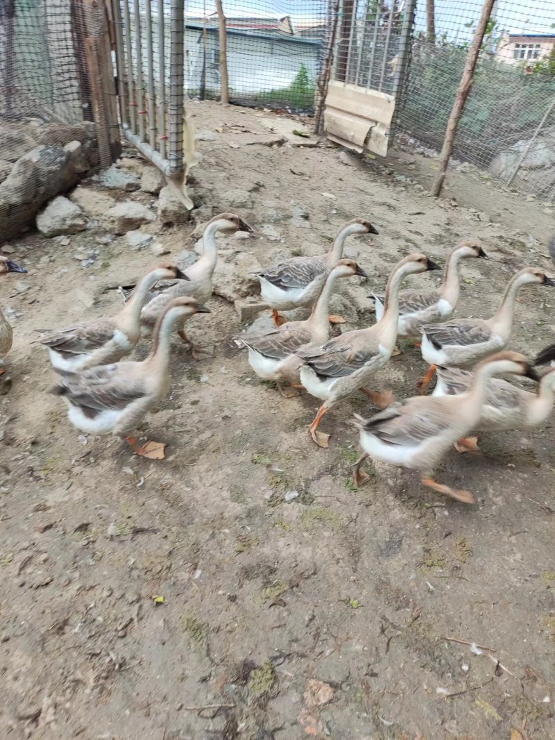 湖北灰鹅