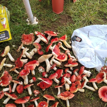 野生红菌
