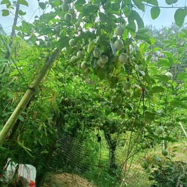 黄金百香果