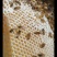 纯蜂蜜