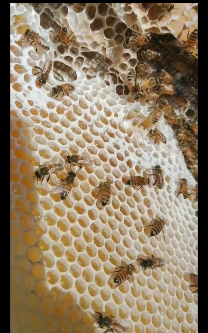 纯蜂蜜